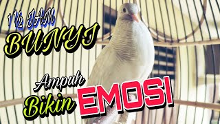 Download lagu Perkutut putih gacor suara besar durasi panjang cocok untuk terapi burung paud dan macet bunyi. mp3