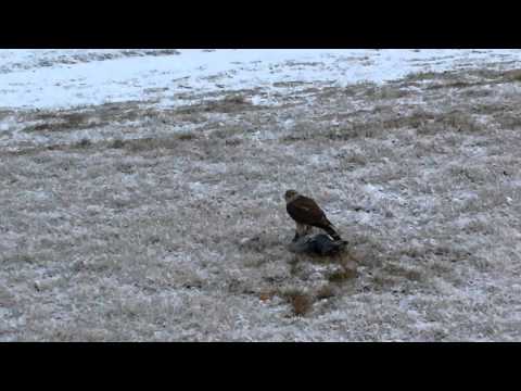 It's a bird eat bird world.