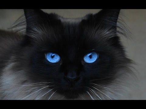 Hannu Palo-  Silmäsi odottavat minua (Spanish Eyes)