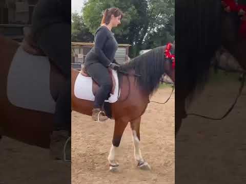 , title : 'Horse Riding girl #shorts'
