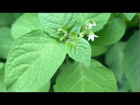 Isogo ziturinda indwara nyinshi za cancer na diabete n’umwijima