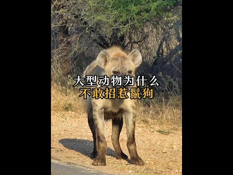 動物界的扛把子，不怕獅子老虎，卻害怕鬣狗！ #動物科普 #大象 #鬣狗