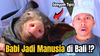 Download lagu Babi di Bali REINKARNASI ⁉️TRADISI SAKRAL Upacara 1 MILIAR Desa Sangsit mp3 Download lagu Babi di Bali REINKARNASI ⁉️TRADISI SAKRAL Upacara 1 MILIAR Desa Sangsit mp3