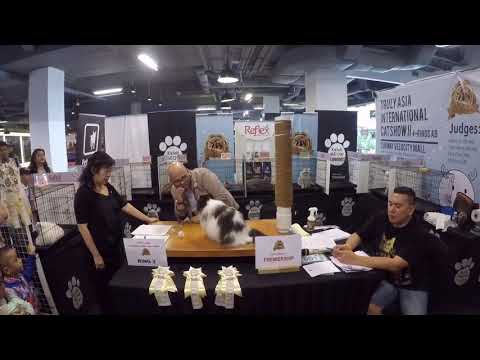International Catshow