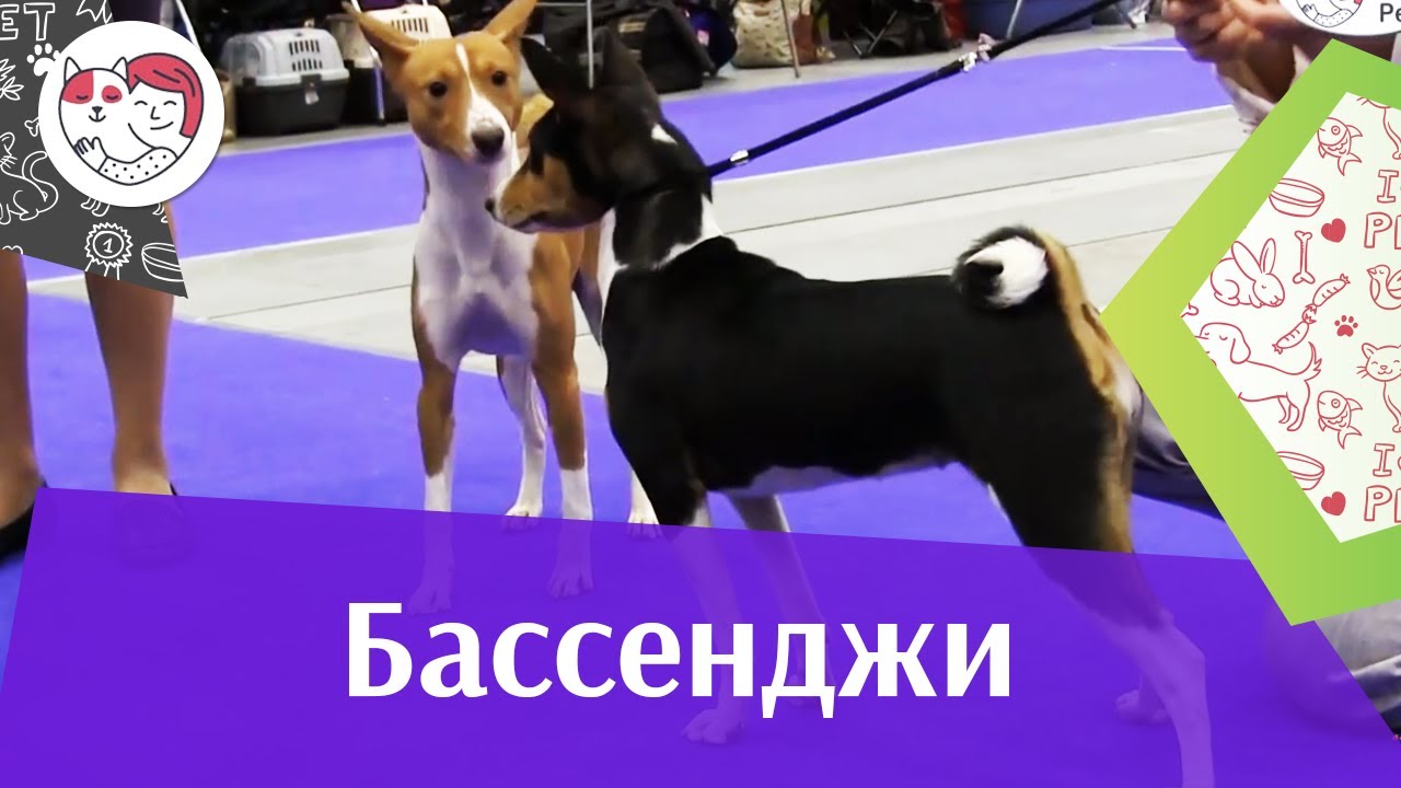 СОБАКИ БАССЕНДЖИ ЗООШОУ 2016 НА ilikepet