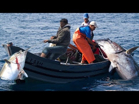 Amazing Fast Tuna Fishing Skill, Too Many Fishing Tuna on The Sea!!