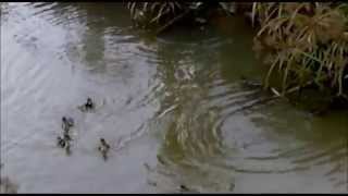 preview picture of video 'Patitos en el agua.. (  Ducks in the water   )'