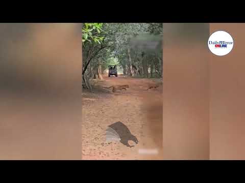 විදේශිකයන්ට කොටියන් පෙන්වීමට වීදි සුනඛයන් බාවිතයට එරෙහිවෙමු