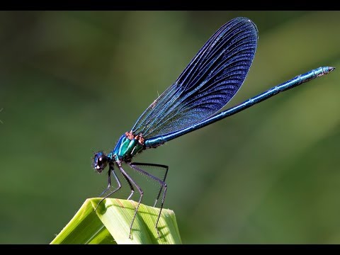 download lagu mp3 mp4 Dragonfly Sound Effect, download lagu Dragonfly Sound Effect gratis, unduh video klip Dragonfly Sound Effect