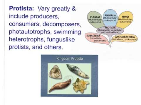 Bio 2.6 Six Kingdoms of Life