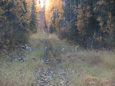 We just got surrounded by WOLVES while elk hunting