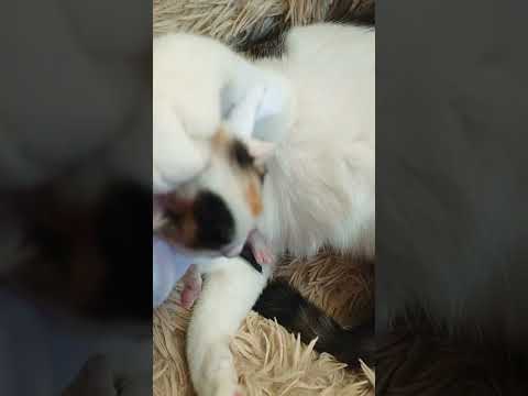 園芸 アミメアヤメ