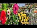 All Season Flower Plant In Tamil சூப்பர் ஆக வளரும் சில பூக