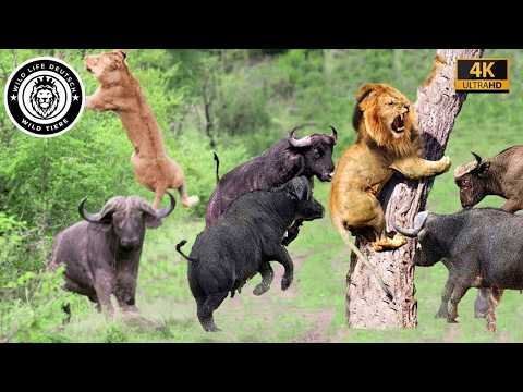 The Terrifying Lion Attack on the Buffalo #Wildlife | Wildlife Documentary