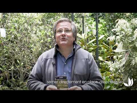 , title : 'Composer des jardinières de plantes mellifères - Truffaut'