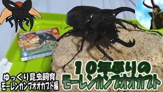 【昆虫】獰猛さではギラファにも匹敵するモーレンカンプオオカブトだ！１０年ぶりのモーレンカンプ飼育！【ゆっくり手描き解説】