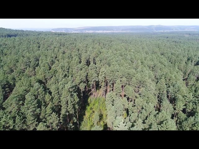 В ближайшее воскресенье в России отметят День работников лесоперерабатывающей промышленности