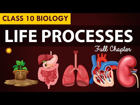 Life processes Full chapter | class 10 Animated video | 10th BIOLOGY | ncert #science | Chapter 7