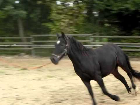 Ponyhügel: Attila übt das Angaloppieren an der Longe.