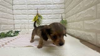 ハーフ犬の動画01