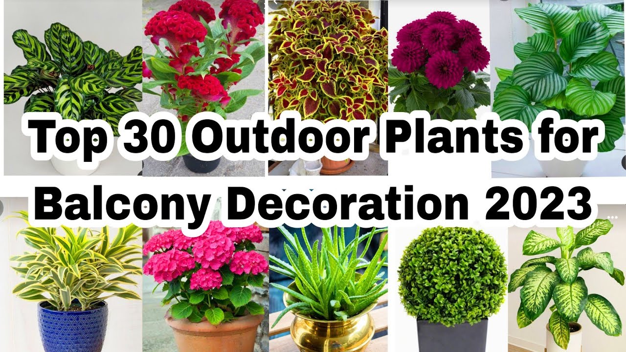 Video for outdoor plants thumbnail
