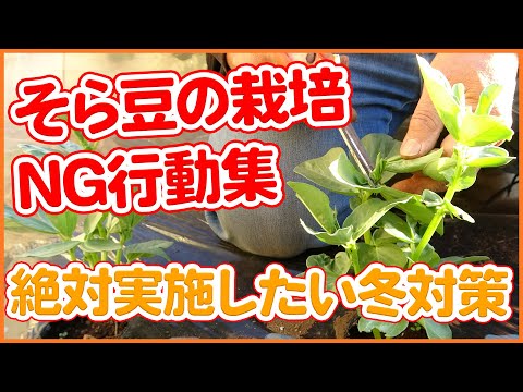 そら豆の準備: オプションの概要 ライフスタイル