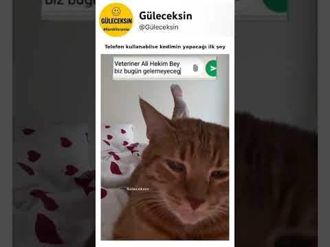 Telefon kullanabilse kedimin yapacağı ilk şey