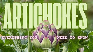 EVERYTHING YOU NEED TO KNOW ABOUT ARTICHOKES! A Complete Guide!