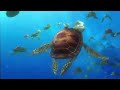 Finding Nemo 2003 Turtle Scene