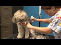 Aprende a cortar el pelo a tu perro/Peluquería canina