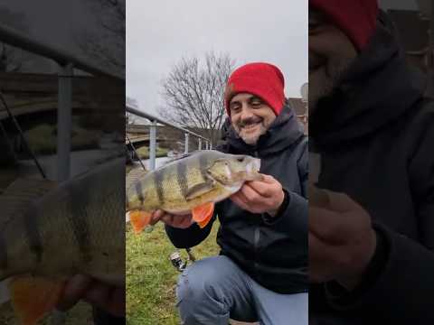 The PERFECT rig for HUGE winter Perch! #perch #perchfishing #molix #stickflex