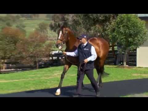 Vinery sire Mossman parading in 2015