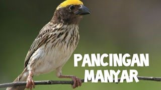Download lagu suara pancingan manyar biar cepat bunyi mp3