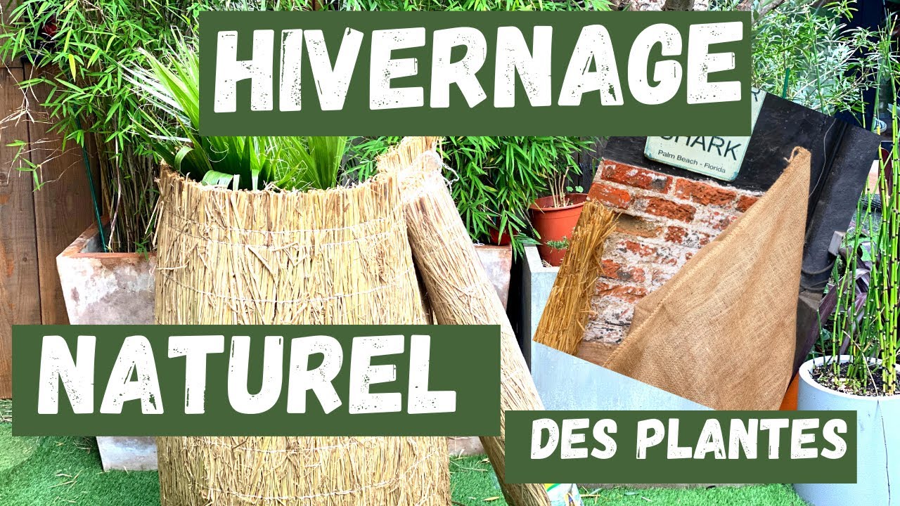 COMMENT POSER PROTECTION D'HIVERNAGE NATURELLE ( en paille de riz ou en toile de jute )