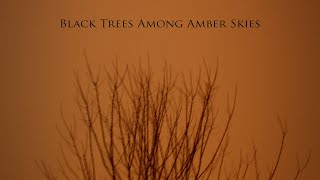 Altus - Black Trees Among Amber Skies (2010)