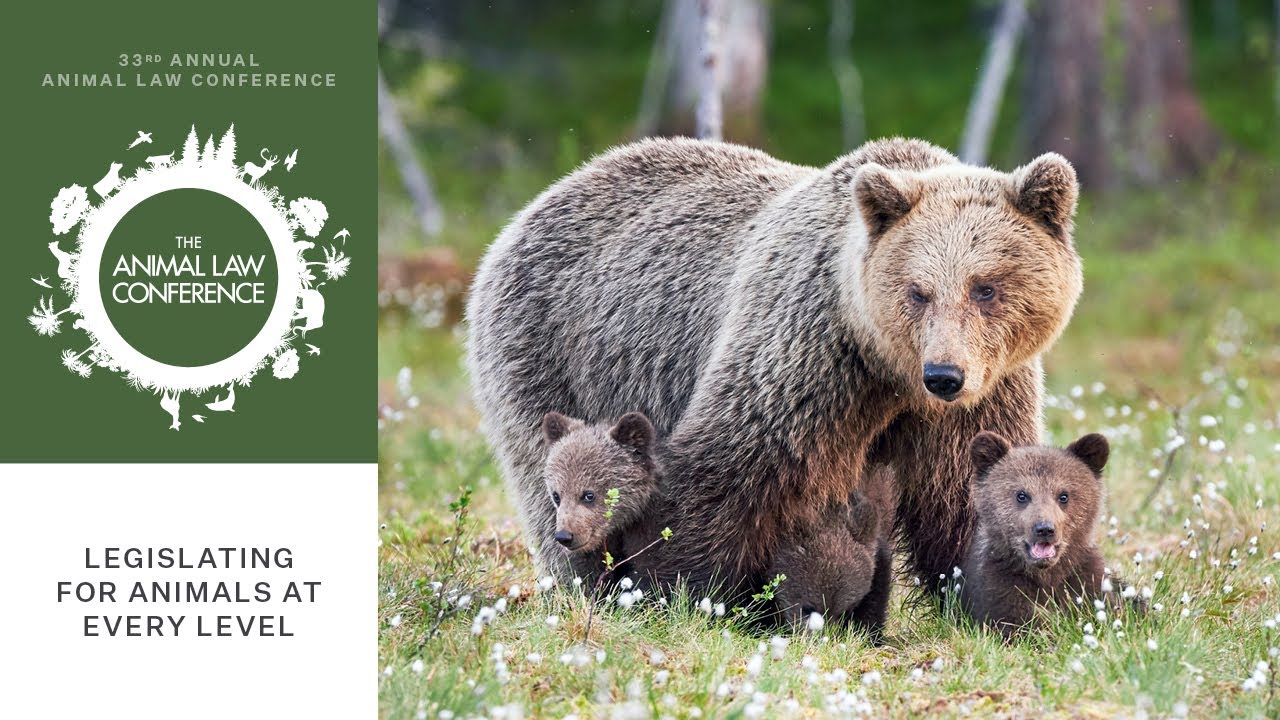 Legislating for Animals at Every Level