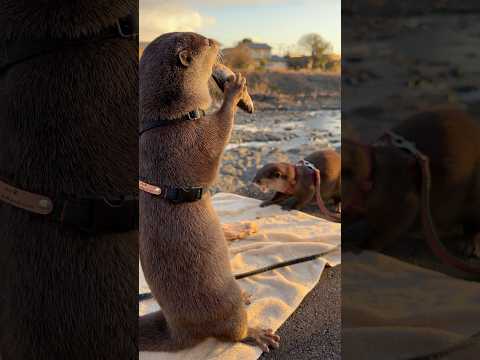 ちょっとしたご飯も川辺で食べると美味しいんです😏😏 Even a Simple Meal Tastes Delicious When Eaten by the river.😏😏 #shorts