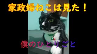 【家政婦ねこは見た!】猫の独り言