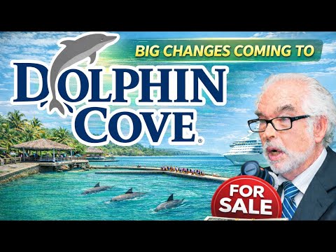 Dolphin Cove Stock Deep Dive: Reading Between the Lines of Crisis and Recovery