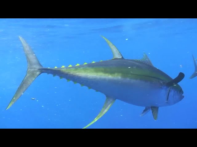 Tuna Men's Fishing Outdoor Button Down UPF 50+ Sun Protection