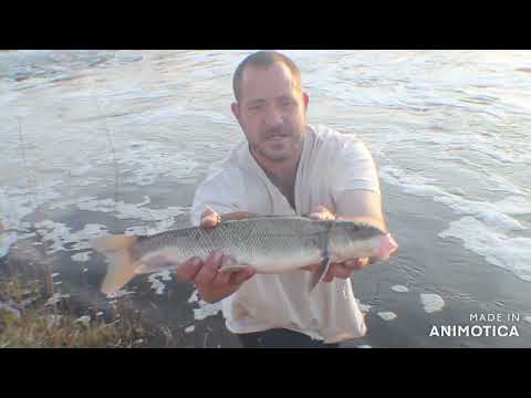 Evening Fishing Open