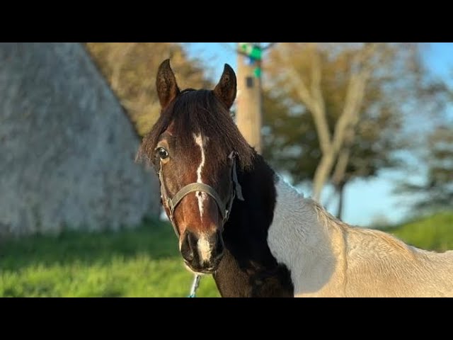 Superbe hongre de 1 An. Plein de Potentiel