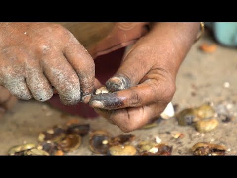 Cashew nuts: the grueling pace of Indian female workers