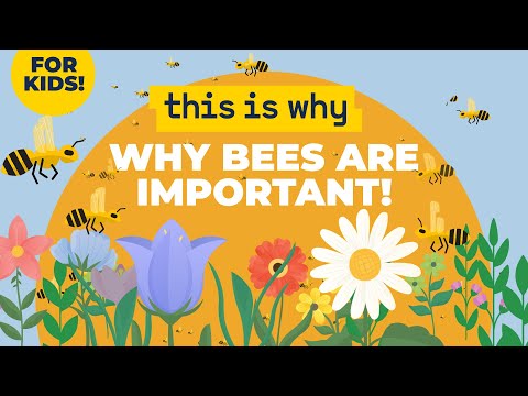 This why bees are important!