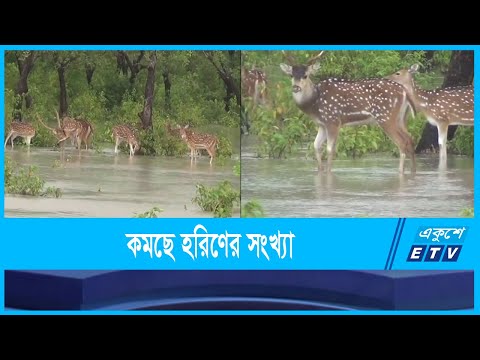 নোয়াখালীর নিঝুমদ্বীপে কমছে হরিণের সংখ্যা