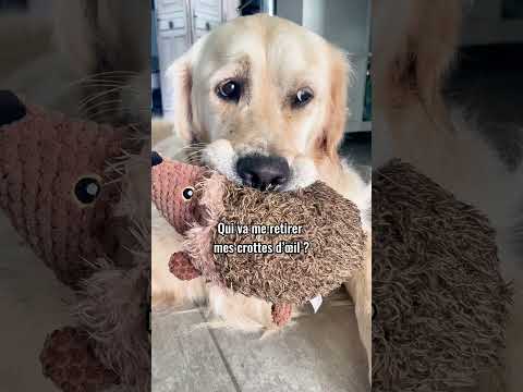 Le chien chien à sa maman #dogshorts #goldenretriever #dogmom