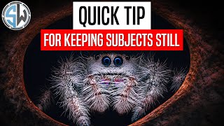 How to Photograph Skittish Subjects | Macro Photography Tips