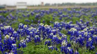 preview picture of video 'Bluebonnets and Sunrises in Kemah, TX by Claire  Kemah.Net'