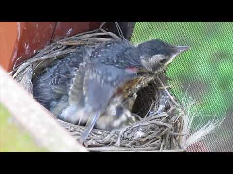Robins Nest   Days 10 & 11