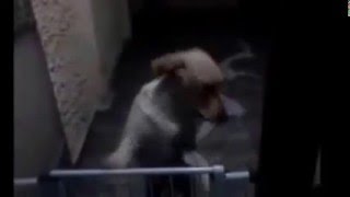 Layra, The Dog ( You Have a Power On Me - Soko)